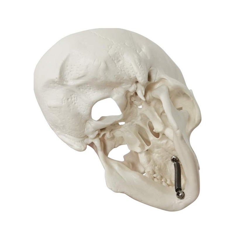 EVOTECH SCIENTIFIC Mini Human Skull Model, 3 Parts Palm-Sized Anatomy Skull Model with Removable Skull Cap & Full Set Teeth, School Teaching-Learning Tool, Fun Decorations Halloween Decorations Pirate Themed Decorations - Image 5